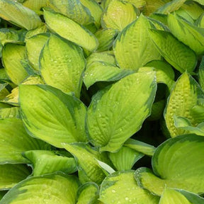 Hosta Gold Standard - Hosta gold standard - Plantes