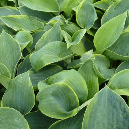 Hosta Alvatine Taylor - Hosta alvatine taylor - Plantes