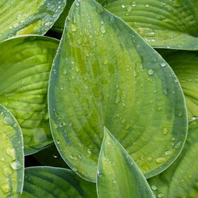 Hosta Bright Lights - Hosta hybride bright lights - Plantes