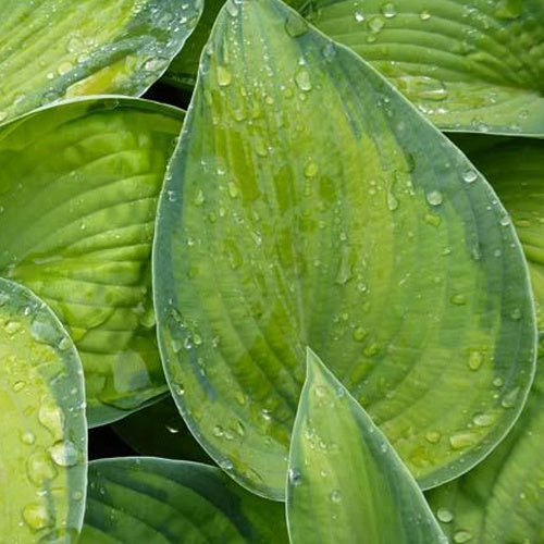 Hosta Bright Lights - Hosta hybride bright lights - Plantes vivaces