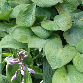 Hosta Blue Umbrellas - Hosta hybride blue umbrellas - Plantes