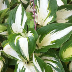 Hosta Christmas Candy - Hosta hybride christmas candy - Plantes