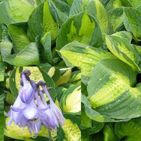 Hosta Captain Kirk - Hosta hybride captain kirk - Plantes