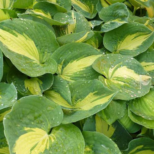 Hosta Dream Queen - Hosta dream queen - Plantes