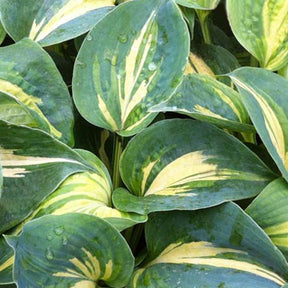 Hosta Dream Weaver - Hosta hybride dream weaver - Plantes