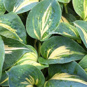 Hosta Dream Weaver - Hosta hybride dream weaver - Plantes vivaces