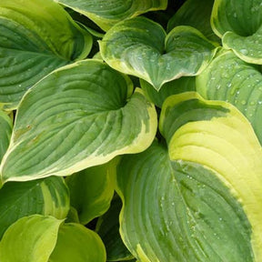 Hosta Fragrant Dream - Hosta fragrant dream - Plantes