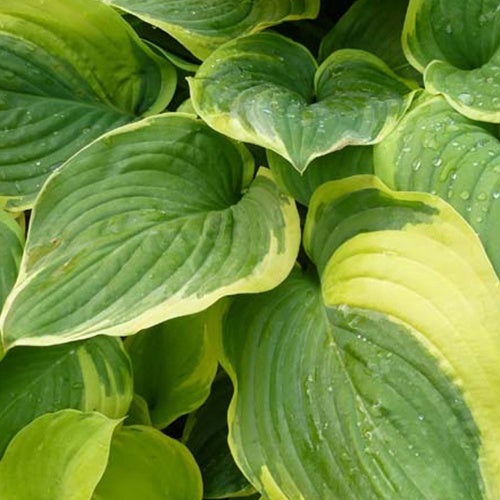 Hosta Fragrant Dream - Hosta fragrant dream - Plantes