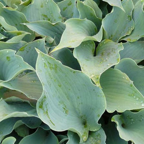 Hosta Flemish Sky - Hosta flemish sky - Plantes