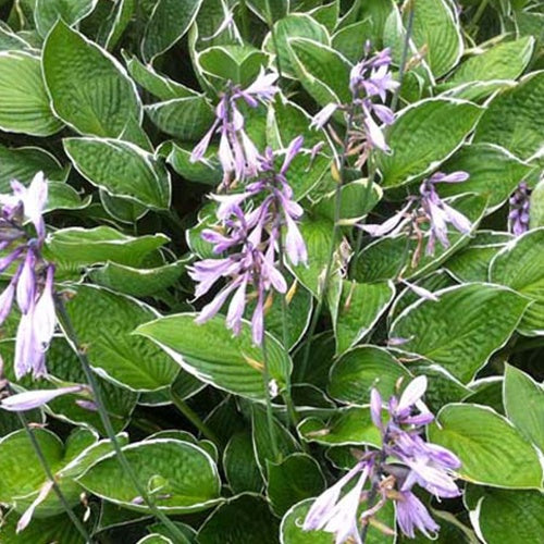 Hosta Green Gold - Hosta green gold - Plantes