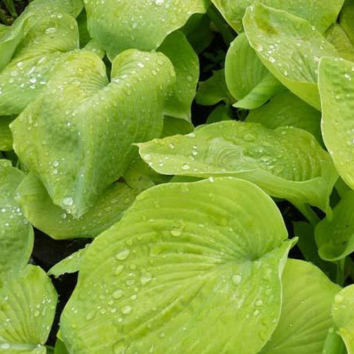 Hosta Golden Sunburst - Hosta hybride golden sunburst - Plantes