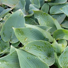 Hosta Halcyon - Hosta hybride halcyon - Plantes