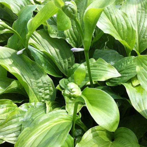 Hosta Honeybells - Hosta honeybells - Plantes