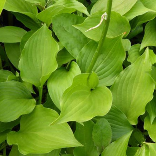 Hosta Hirao Tetra - Hosta hirao tetra - Plantes