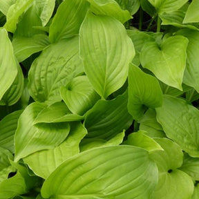 Hosta Hadspen White - Hosta hadspen white - Plantes