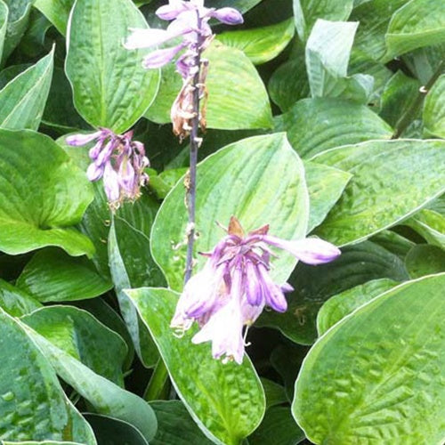 Hosta Joker - Hosta joker - Plantes