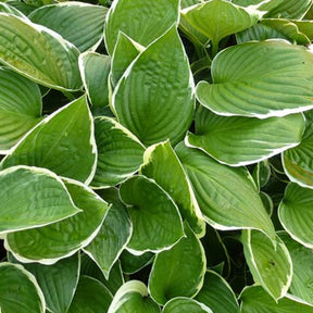 Hosta Julia - Hosta julia - Plantes