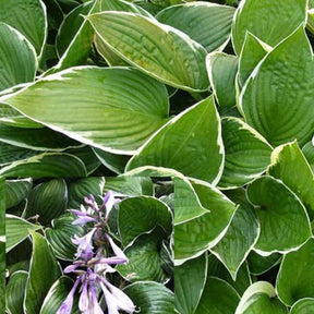 Hosta Julia - Hosta julia - Plantes vivaces