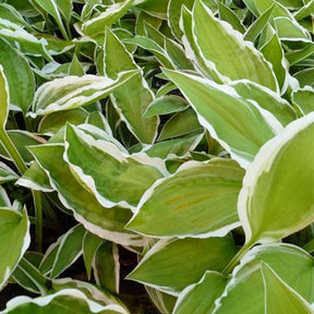 Hosta Krossa Cream Edge - Hosta krossa cream edge - Plantes