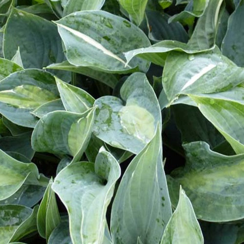 Hosta Kiwi Full Monty - Hosta kiwi full monty - Plantes