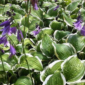 Hosta Koriyama - Hosta koriyama - Plantes