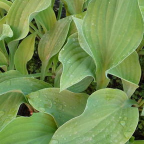 Hosta Krossa Regal - Hosta krossa regal - Plantes