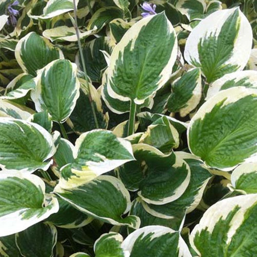 Hosta Leola Fraim - Hosta hybride leola fraim - Plantes