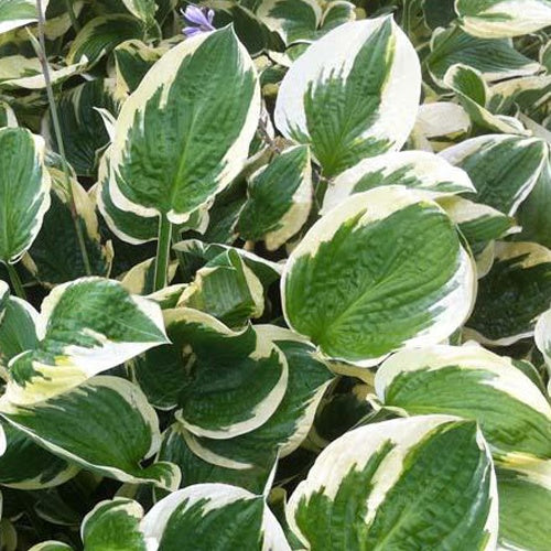 Hosta Leola Fraim - Hosta hybride leola fraim - Plantes vivaces