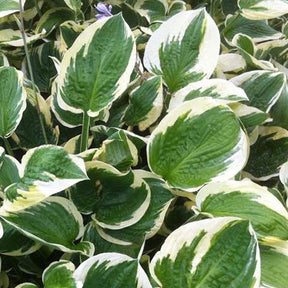 Hosta Leola Fraim - Hosta hybride leola fraim - Plantes vivaces