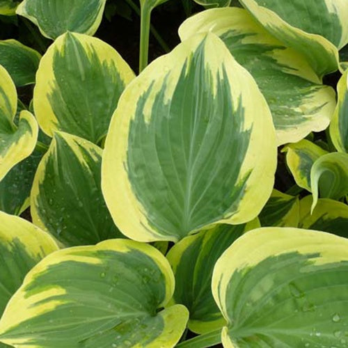 Hosta Liberty - Hosta liberty - Plantes