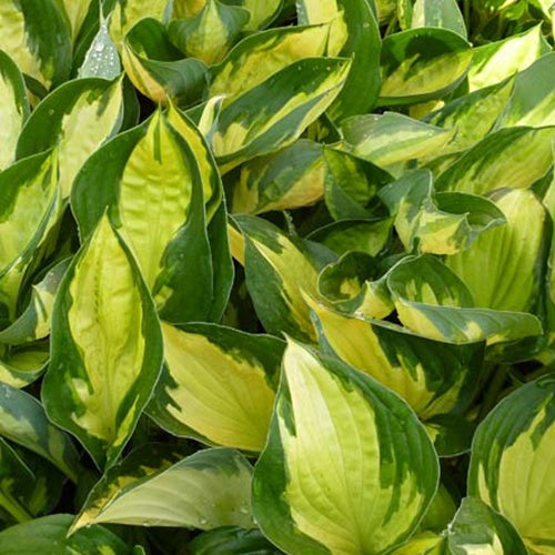 Hosta Morning Light - Hosta hybride morning light - Plantes