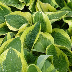 Hosta Mama Mia - Hosta mama mia - Plantes