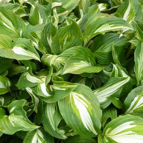 Hosta Middle Ridge - Hosta middle ridge - Plantes