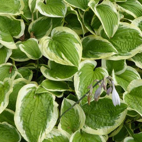 Hosta Mildred Seaver - Hosta mildred seaver - Plantes