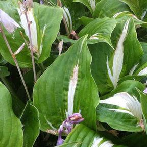 Hosta Night Before Christmas - Hosta night before christmas - Plantes