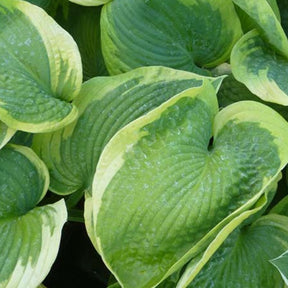 Hosta Olive Bailey Langdon Funkia Olive Bailey Langdon - Hosta olive bailey langdon - Plantes