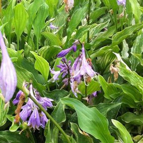 Hosta Out House Delight - Hosta out house delight - Plantes