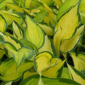 Hosta Orange Marmelade - Hosta hybride orange marmelade - Plantes