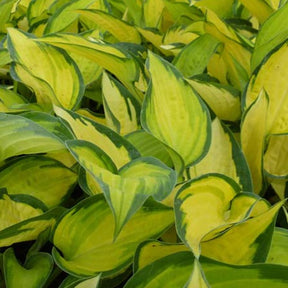 Hosta Orange Marmelade - Hosta hybride orange marmelade - Plantes vivaces