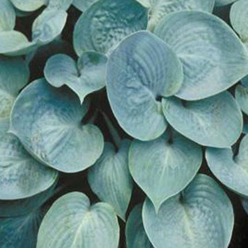 Hosta Prairie Sky - Hosta prairie sky - Plantes