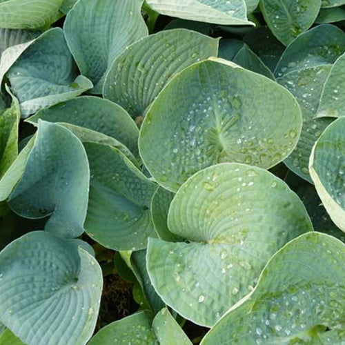 Hosta Ryans Big One - Hosta ryans big one - Plantes