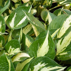 Hosta Revolution - Hosta hybride revolution - Plantes