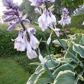 Hosta Sagae - Hosta hybride sagae (fluctuans variegated) co 3 - Plantes