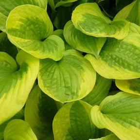 Hosta Summer Breeze - Hosta summer breeze - Plantes