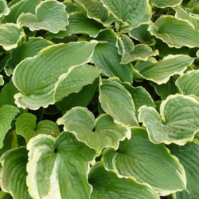 Hosta Spring Fling - Hosta spring fling - Plantes