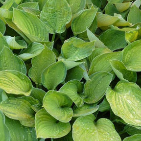 Hosta Sharmon - Hosta sharmon - Plantes