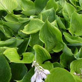 Hosta Sum of All - Hosta sum of all - Plantes