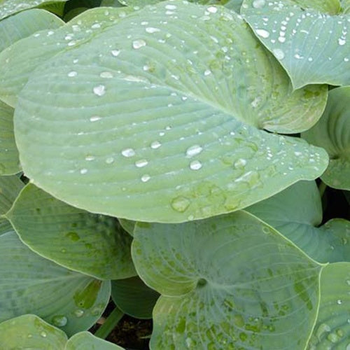 Hosta True Blue - Hosta true blue - Plantes