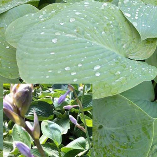 Hosta True Blue - Hosta true blue - Plantes vivaces