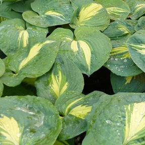 Hosta Thunderbolt - Hosta hybride thunderbolt - Plantes